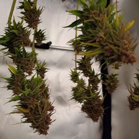 🍓Strawberry🍓 Cola🥤 Sherbet🍧 F1🏎 Lotus growlog timeline photo