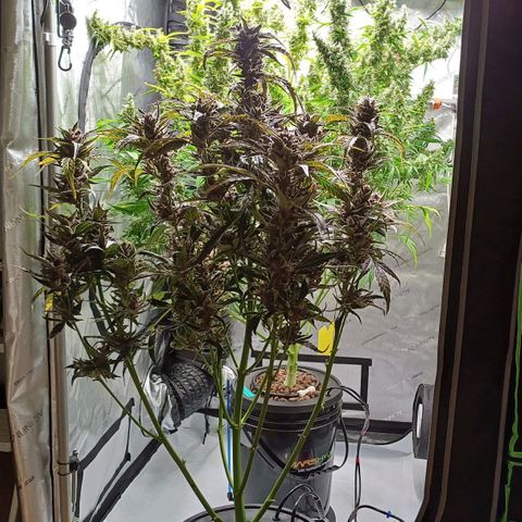 Oreoz🍪Auto Ellie growlog timeline photo