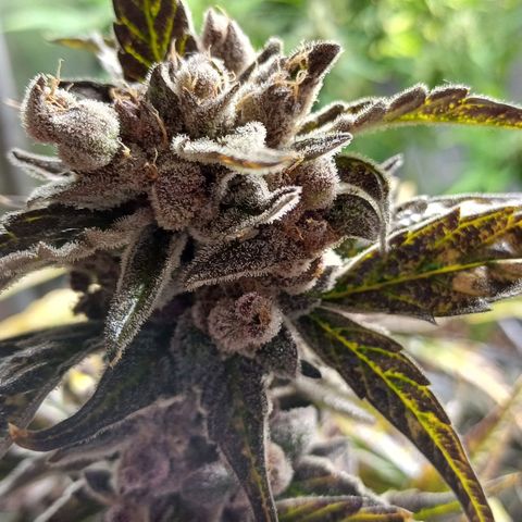 Oreoz🍪Auto Ellie growlog timeline photo