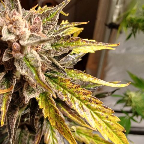 Oreoz🍪Auto Ellie growlog timeline photo