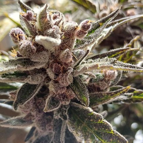 Oreoz🍪Auto Ellie growlog timeline photo