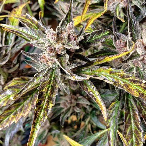 Oreoz🍪Auto Ellie growlog timeline photo