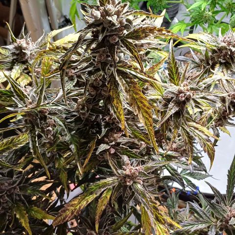 Oreoz🍪Auto Ellie growlog timeline photo