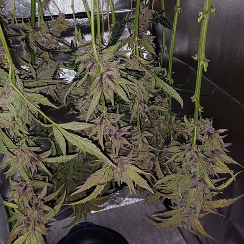 Oreoz🍪Auto Ellie growlog timeline photo