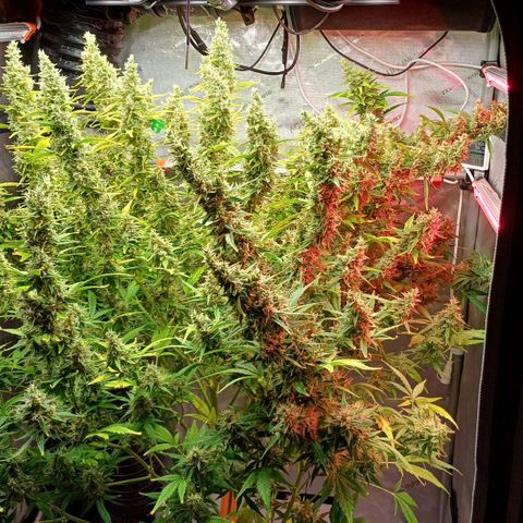 Sweet🦨Skunk🦨Auto Ember growlog timeline photo