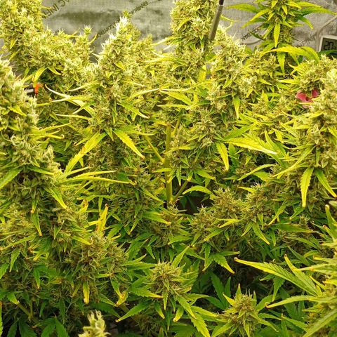 Sweet🦨Skunk🦨Auto Ember growlog timeline photo