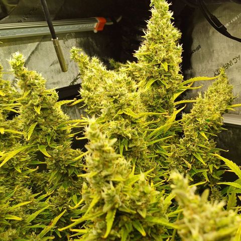 Sweet🦨Skunk🦨Auto Ember growlog timeline photo