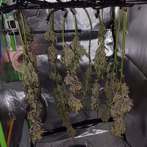 Oreoz🍪Auto Ellie growlog timeline photo