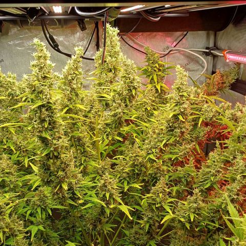 Sweet🦨Skunk🦨Auto Ember growlog timeline photo