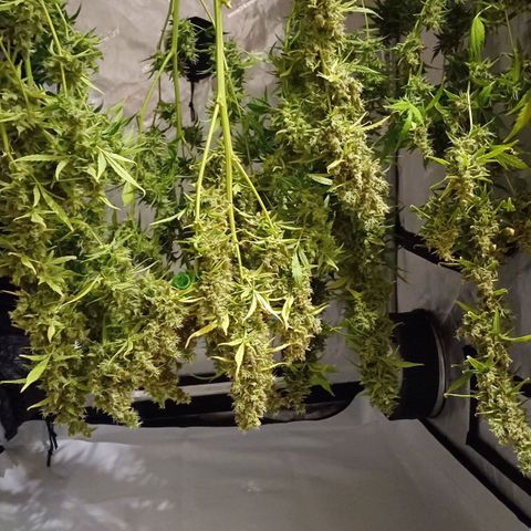 Sweet🦨Skunk🦨Auto Ember growlog timeline photo