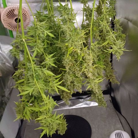 Sweet🦨Skunk🦨Auto Ember growlog timeline photo