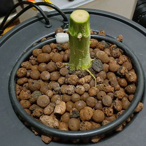 Sweet🦨Skunk🦨Auto Ember growlog timeline photo