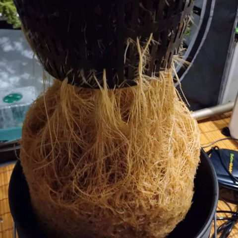Sweet🦨Skunk🦨Auto Ember growlog timeline photo