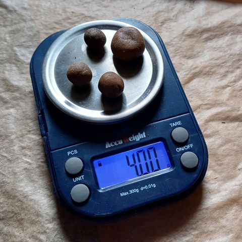 Oreoz🍪Auto Ellie growlog timeline photo