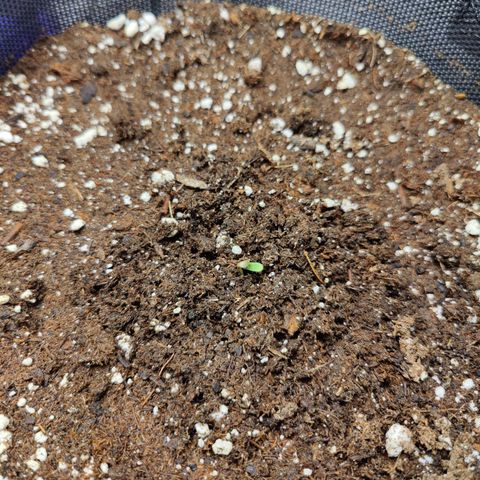 Durban Sunrise growlog timeline photo