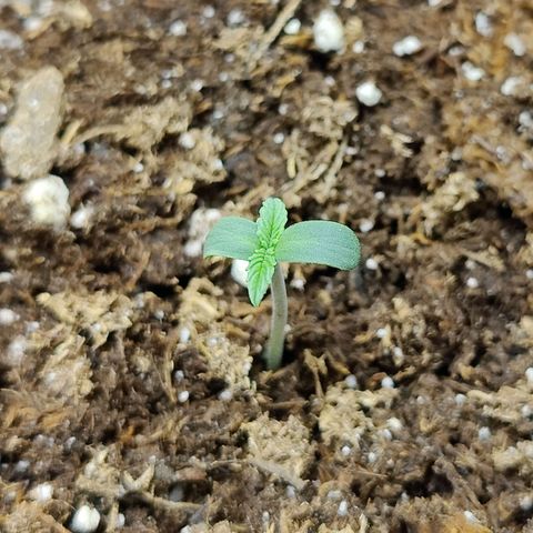 Durban Sunrise growlog timeline photo