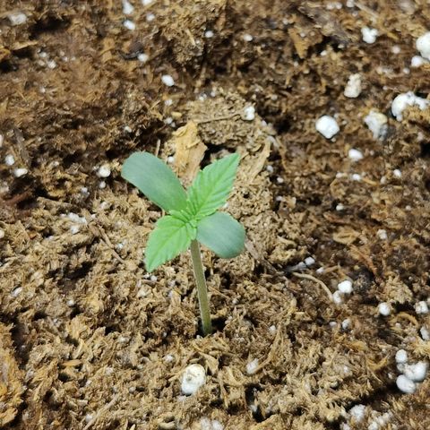 Durban Sunrise growlog timeline photo