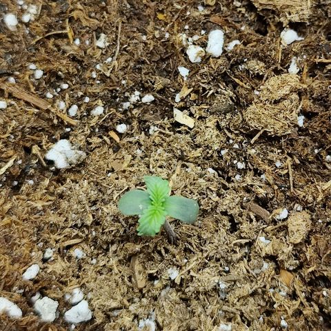 Maple Bar  growlog timeline photo