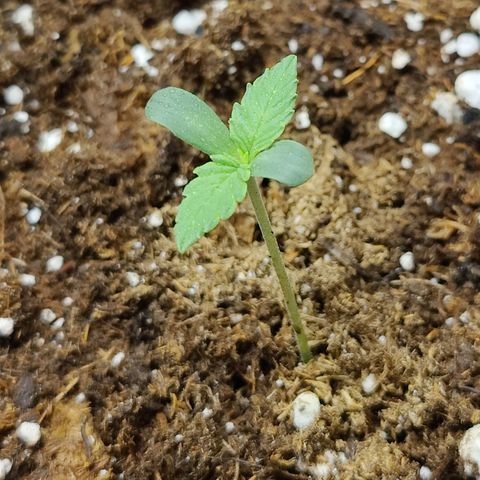 Durban Sunrise growlog timeline photo