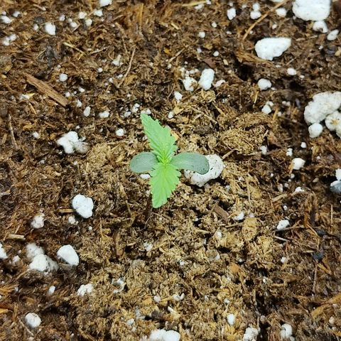 Maple Bar  growlog timeline photo