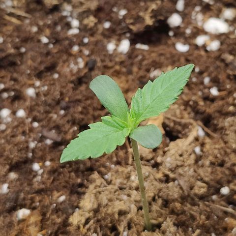 Durban Sunrise growlog timeline photo