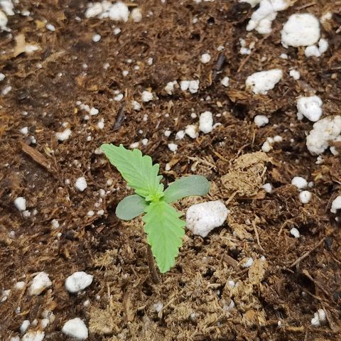 Maple Bar  growlog timeline photo