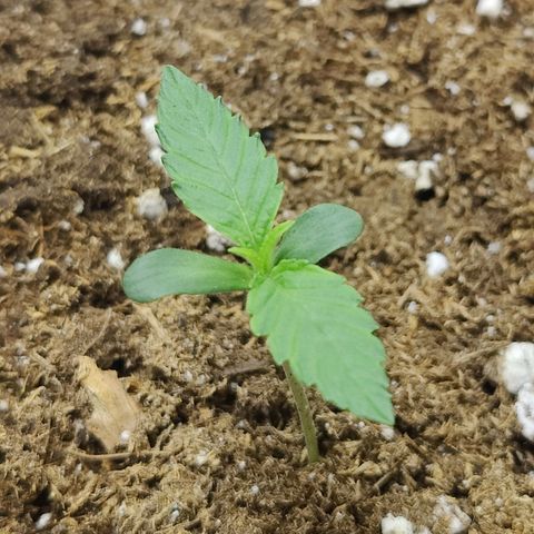 Durban Sunrise growlog timeline photo