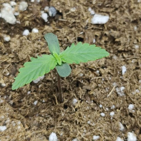 Maple Bar  growlog timeline photo