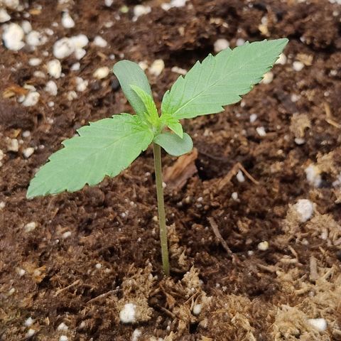 Durban Sunrise growlog timeline photo