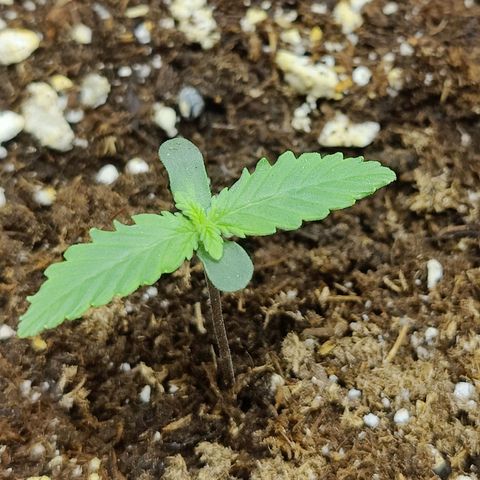 Maple Bar  growlog timeline photo