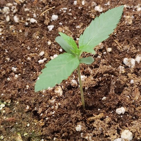 Durban Sunrise growlog timeline photo