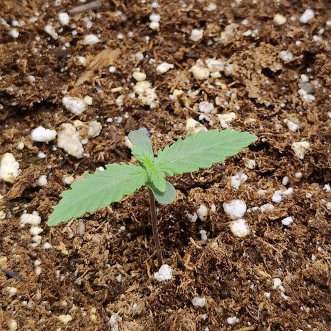Maple Bar  growlog timeline photo