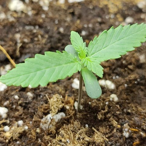 Maple Bar  growlog timeline photo