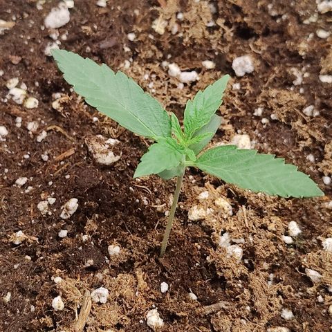 Durban Sunrise growlog timeline photo