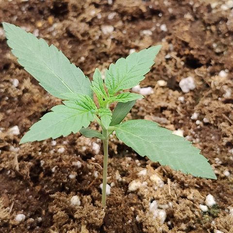 Durban Sunrise growlog timeline photo