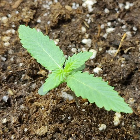 Maple Bar  growlog timeline photo