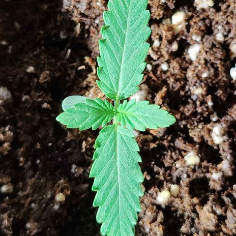 Maple Bar  growlog timeline photo
