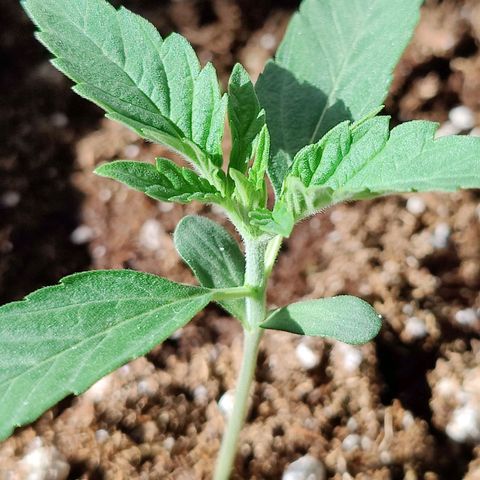 Durban Sunrise growlog timeline photo