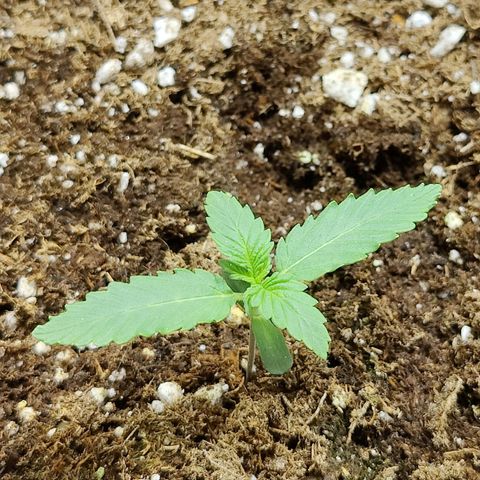Maple Bar  growlog timeline photo