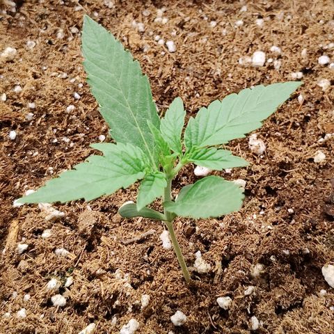 Durban Sunrise growlog timeline photo