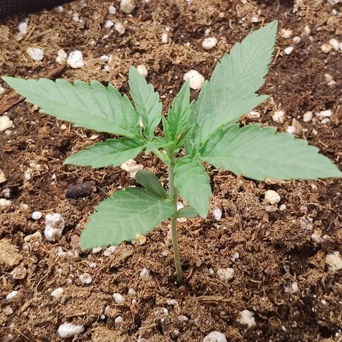 Durban Sunrise growlog timeline photo