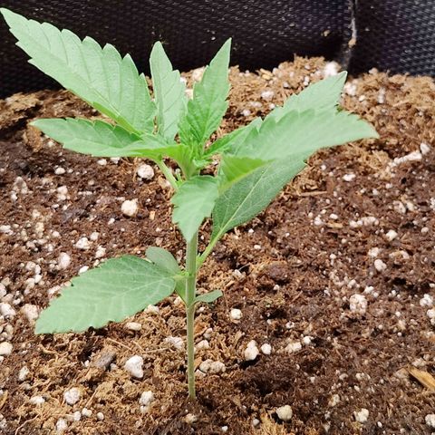 Durban Sunrise growlog timeline photo