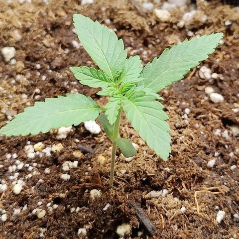 Maple Bar  growlog timeline photo