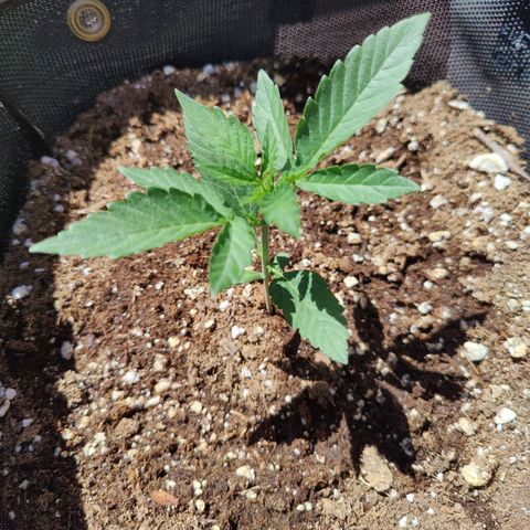 Durban Sunrise growlog timeline photo