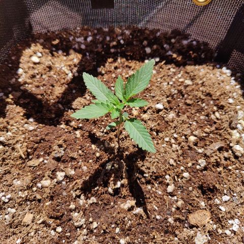 Maple Bar  growlog timeline photo