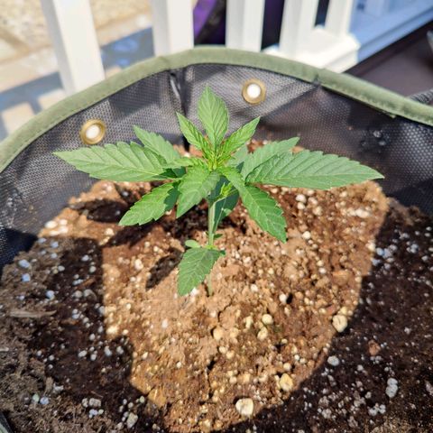 Durban Sunrise growlog timeline photo