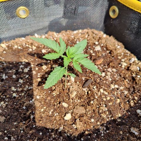 Maple Bar  growlog timeline photo