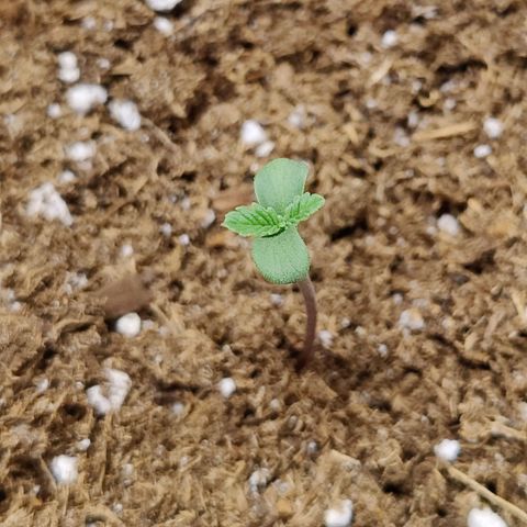Midwest Widow growlog timeline photo