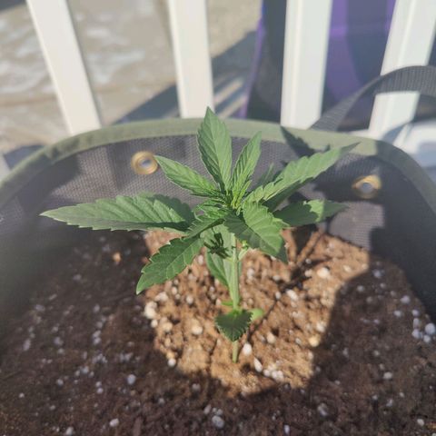 Durban Sunrise growlog timeline photo
