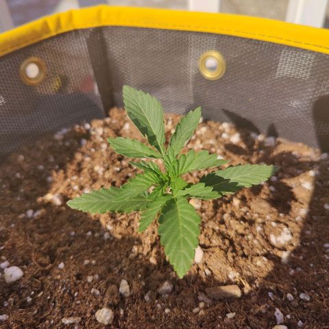 Maple Bar  growlog timeline photo